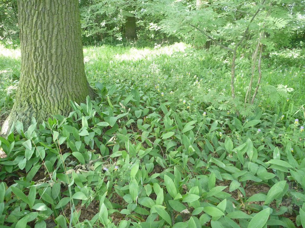 Konwalia majowa – gatunek często spotykany w lasach liściastych (Fot. M. Gawlak)