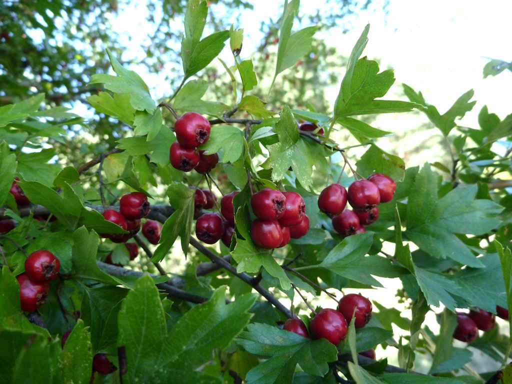 Owoce głogu jednoszyjkowego wykorzystywane są w ziołolecznictwie (Fot. M. Gawlak)